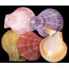 ABCGEMS Royal Pectin Scallop Shell Beads from Pacific Ocean (Arranged