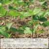Marche Pure Black Bean Tea Pack, 0.1 oz (3 g)