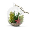 WGV Hanging Glass Plant Terrarium Bulk, Width 5", Height 6",