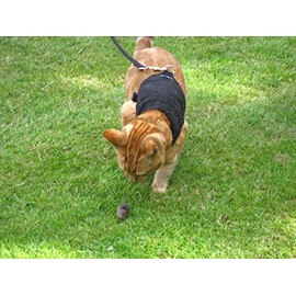 Mynwood Cat Jacket/Harness Black Fleece Kitten up to 8month