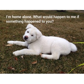 KumasonCo Rabbit Home Alone Pet Emergency ID Wallet Medical Alert Cards starting at $4.50 - Pack of 2