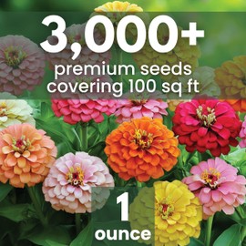 Zinnia California Giants - Large 1 Ounce Packet - 3,000 Flower Seeds for Planting - Zinnia elegans