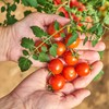 The Old Farmer's Almanac Heirloom Tomato Seeds (Large Red Cherry)
