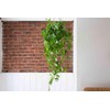 Live Pothos Plant in Hanging Basket, Golden Indoor Houseplant, Trailing