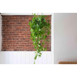 Live Pothos Plant in Hanging Basket, Golden Indoor Houseplant, Trailing Vine (8" Pot)