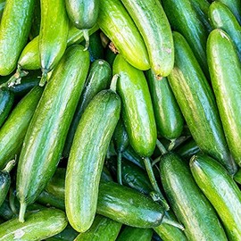 Cucumber Seeds - Marketer - 3 g Packet ~90 Seeds - Cucumis sativus - Farm & Garden Vegetable Gardening Seeds - Non-GMO, Heirloom, Open Pollinated