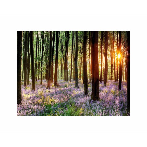 Wee Blue Coo Bluebell Wood Sunrise Trees Photo Art Picture Canvas Print