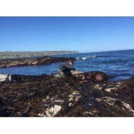 Atlantic Wakame from Irish Wild Harvest (50g)