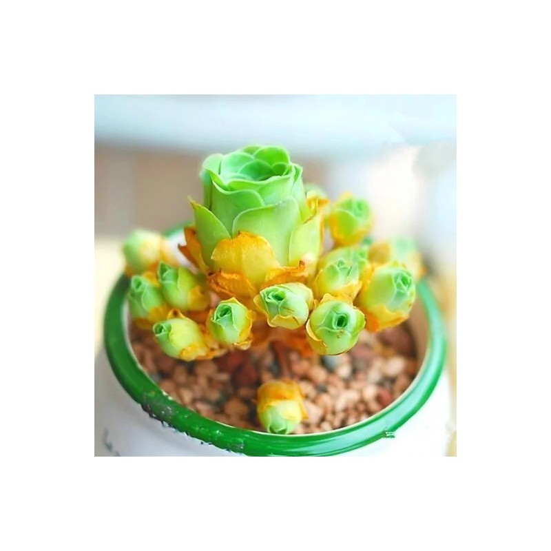 Lithops bonsai Living Stones Flower Succulent Cactus 100pcs/pack Mixed