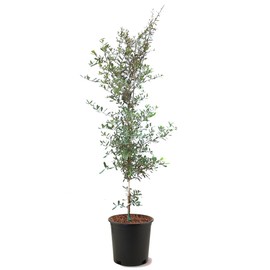 Southern Live Oak, Shade Tree, 5 gal. Nursery Pot