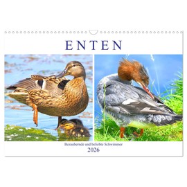 Ducks. Charming and Popular Swimmers (Wall Calendar 2026 DIN A3 Landscape), CALVENDO Monthly Calendar