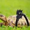 Turtle Harness and Leash with Wings- Harness Strap Chest Collar