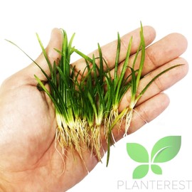 Planterest - 10 x Dwarf Sagittaria Subulata Pusillus Clump Freshwater Live Aquarium Plant BUY2GET1FREE