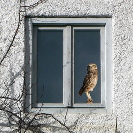 Large Realistic Owl Window Treatments, Removable Vinyl Treatments, Living Room, Bedroom, Bathroom Window Treatments
