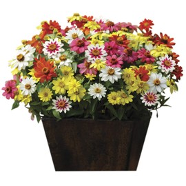 Park Seed Zahara Mix Zinnia Seeds