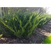 Sea Green Juniper - 5 Live 4 Inch Pots -