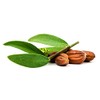 Chear Premium Gold Californian Simmondsia Chinensis Jojoba Oil 200ml -
