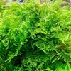 Planterest - Christmas Moss Portion in Cup US Grow Live