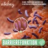 Bifidyn - Biotic Bifidobacteria - 3 Billion Active Bacterial Cultures