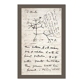 EvolveFISH Darwin's Tree of Life Poster - [11" x 17"]