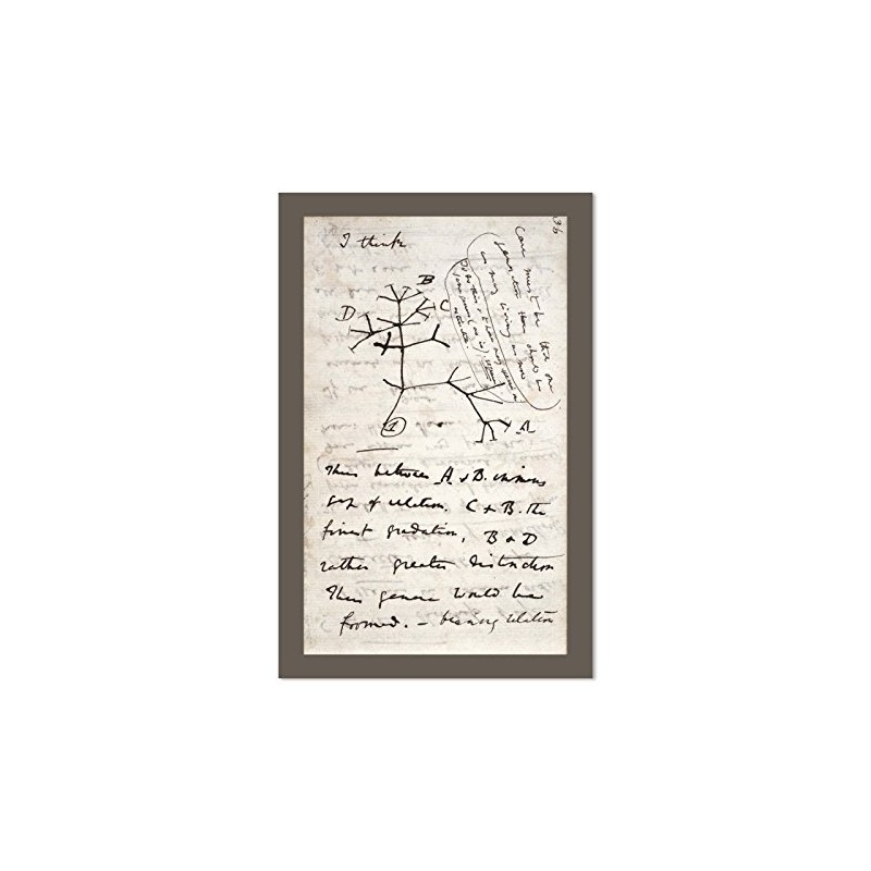 EvolveFISH Darwin's Tree of Life Poster - [11" x 17"]
