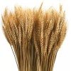 yarlung 300 Stems 16 Inch Dried Wheat Sheaves, Natural Wheat