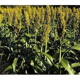 TnT Seed Company Wild Game Forage Grain Sorghum Food Plot Seed, 1/4 Acre, (WGF Grain Sorghum), Great Food Source for Upland Birds, Turkeys, Pheasants, Quail, Prairie Chickens, and Deer