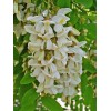 Black Locust (Robinia pseudoacacia), 50 seeds
