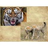 Edition Colibri 3D Postcard Set with Wild Cats as Party