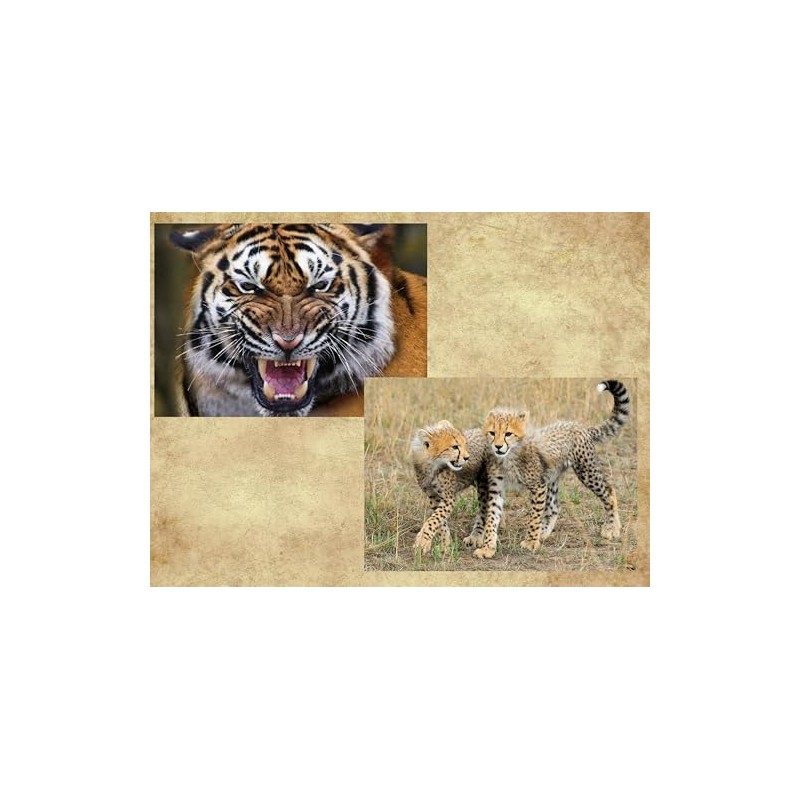 Edition Colibri 3D Postcard Set with Wild Cats as Party