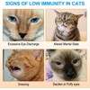 ALIVO L-Lysine for Cats, Lysine Powder for Cats Support Immune