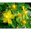 EdenWilds 100+ Organic St. John's Wort seeds ~Hypericum perforatum~ *Free