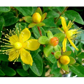 EdenWilds 100+ Organic St. John's Wort seeds ~Hypericum perforatum~ *Free US shipping*