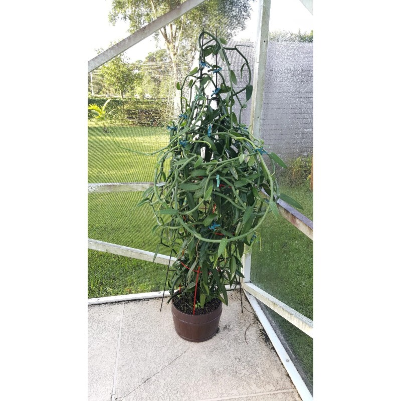 Orchids Vanilla Bean Orchid, 12 Inches Fresh Cutting from My