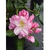 Rhododendron 'Scintillation' (Rhododendron) Evergreen, soft pink, #2 - Size Container
