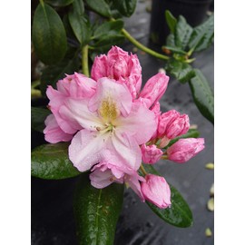 Rhododendron 'Scintillation' (Rhododendron) Evergreen, soft pink, #2 - Size Container