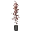 Japanese Red Maple, Compact, Deciduous, Bright Red Leaves, 3 gal,