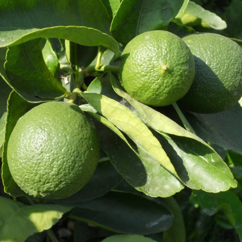 Tree Persian/Tahiti/Bearss Lime Tree - 24-36" Live Plant - Potted
