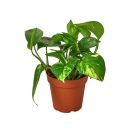 House Plant Shop | Pothos 'Golden' - 4" Pot |Live Indoor Plant | Easy to Care | Natural Décor Plant | Great Gifts| Free Care Guide