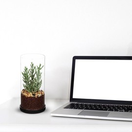 GnFlus Artificial Succulent in Cylindrical Glass Vase Small Fake Senecio Plant with Modern Glass Terrarium Faux Plants Indoor Gift for Plant Lover Decor for Home Office Table Desk Shelf