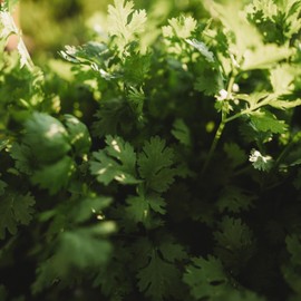 Cilantro - 250 Seeds - Heirloom & Open-Pollinated Variety, Non-GMO Culinary Herb Seeds for Planting, Grow Kitchen Herbs Indoors or Outdoors in Containers/aerogarden/Home Garden, Thresh Seed Company