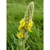 Generic 1000 Great Mullein Seeds (Verbascum Thapsus)
