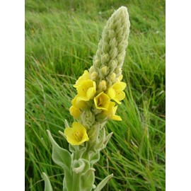 Generic 1000 Great Mullein Seeds (Verbascum Thapsus)