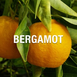 Liz Claiborne Men's Cologne, Fragrance Body Spray, Daytime Scent, Bora Bora, 3.4 Fl Oz