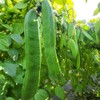 천지농원 작두콩차 Cheonji Agricultural Farm Jack Bean Tea