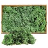 ZUZGO Moss Preserved Decorative Moss for Crafts Moss Picture Model