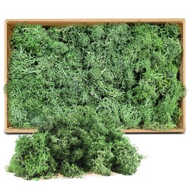 ZUZGO Moss Preserved Decorative Moss for Crafts Moss Picture Model Making Art Moss Nature Preserved (605)