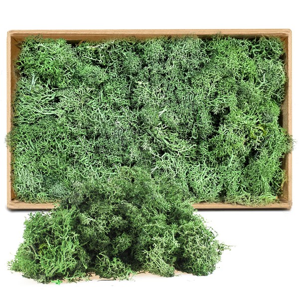 ZUZGO Moss Preserved Decorative Moss for Crafts Moss Picture Model