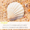 ROMER MIYUNANA Natural Water Nail Scallop Shell and Water Based