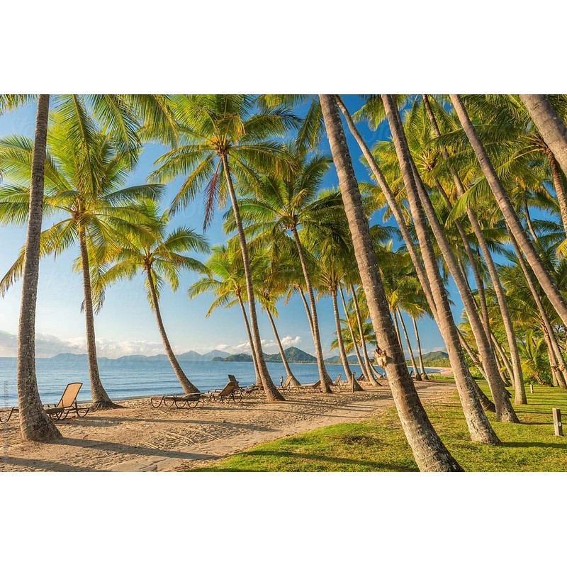 Next Organics Organic Dried Coconut 4 Oz, 6 Count